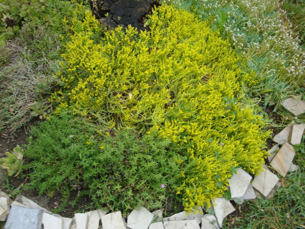 Tamari Guest House Telavi Dış mekan fotoğraf