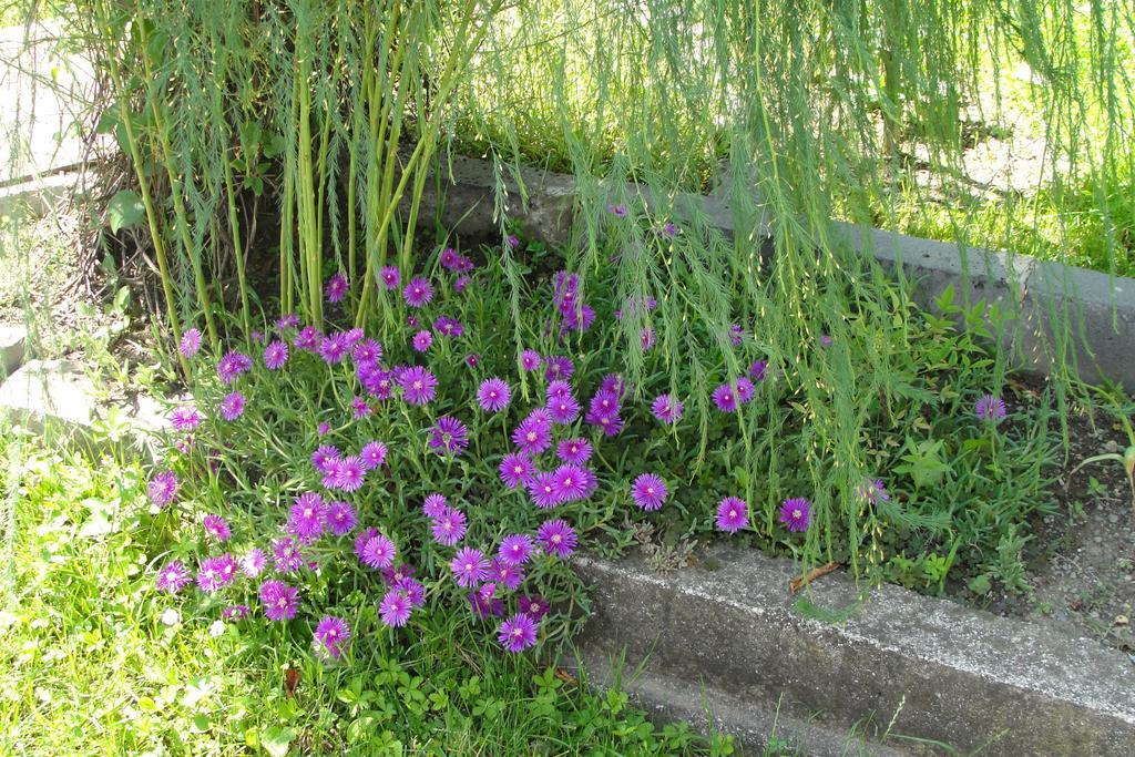Tamari Guest House Telavi Dış mekan fotoğraf