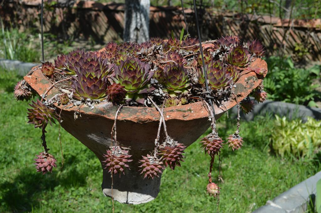 Tamari Guest House Telavi Dış mekan fotoğraf
