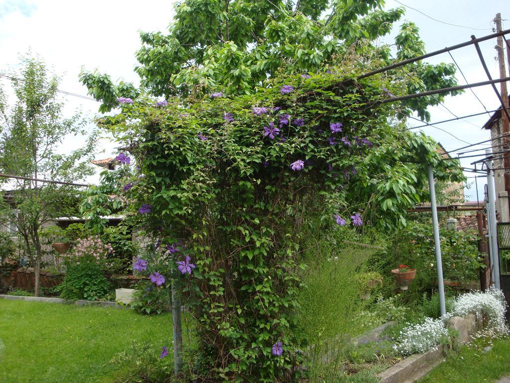 Tamari Guest House Telavi Dış mekan fotoğraf